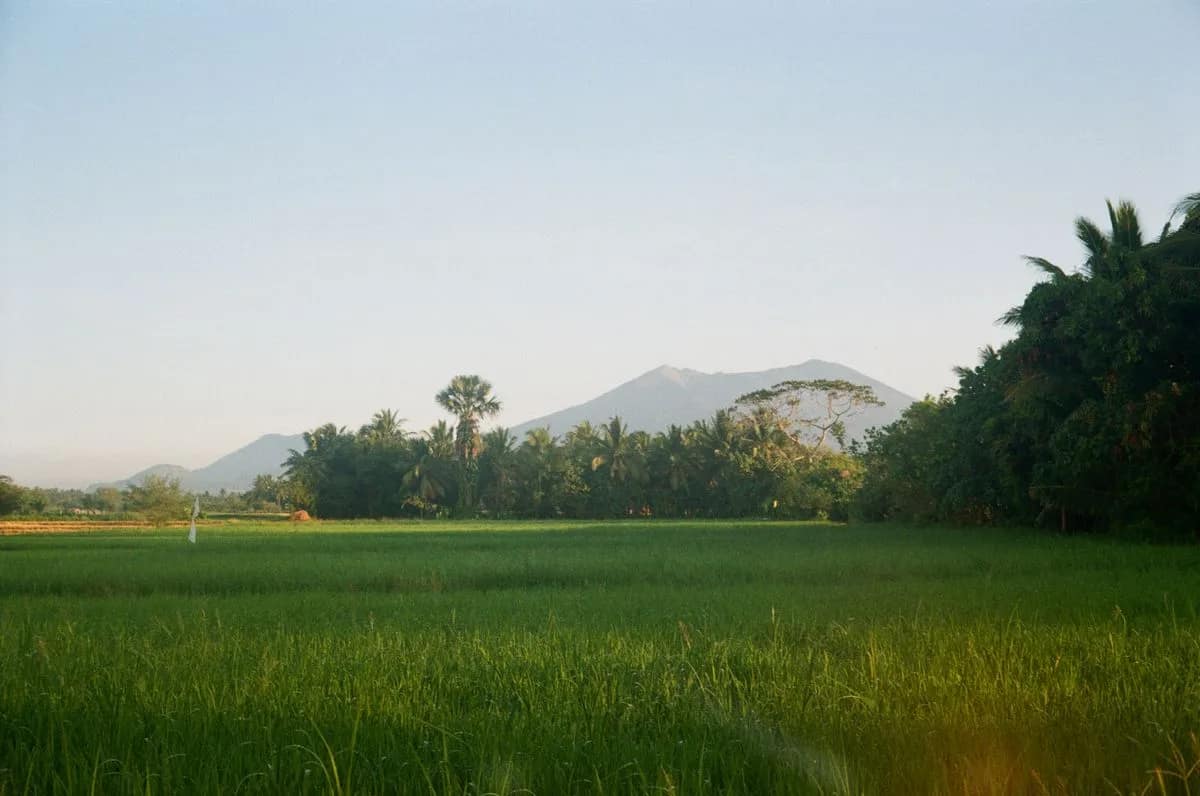 Green rice fields stretching towards distant mountains under an open sky.